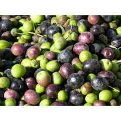 OLIVES Green Fresh