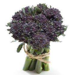 BROCCOLINI Purple