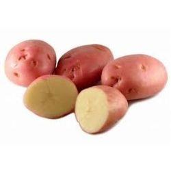 POTATO Brushed Desiree