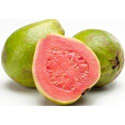 GUAVA