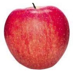 APPLE Sundowner