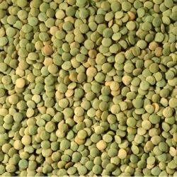 LENTILS Green Whole