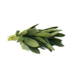 HERB Sage Bunch