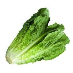 LETTUCE Cos Mini